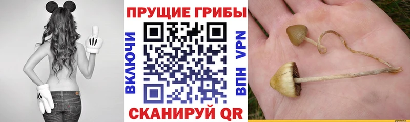 купить закладку  Кизилюрт  Псилоцибиновые грибы мухоморы 